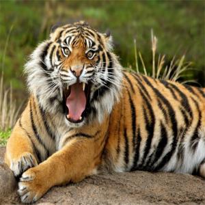 Головоломки-тварини Тигр