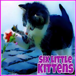 Sechs kleine Kätzchen