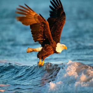 Tiere Jigsaw Puzzle Eagle