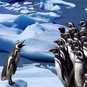 Glissade de pingouins
