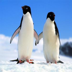 Puzzle de pingouin
