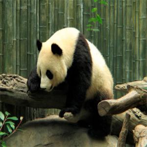 Панда-головоломка
