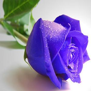 Головоломка с синими розами