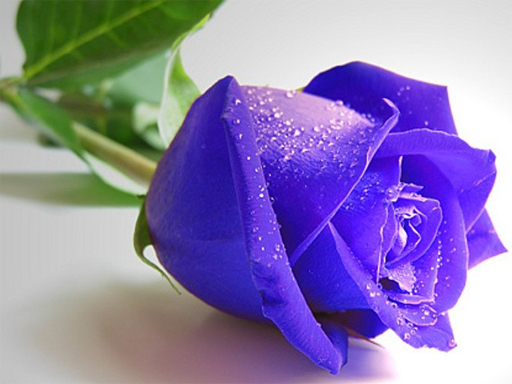 Головоломка блакитних троянд