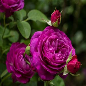 Пазл с фиолетовыми розами