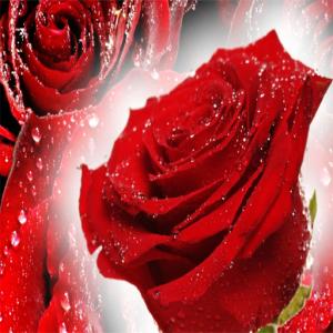 Пазл с красными розами