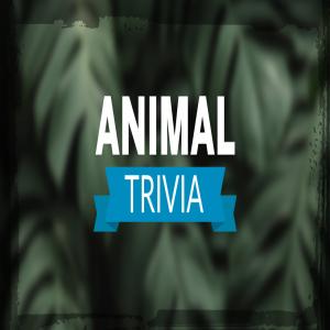 Интересные факты о животных