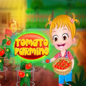 Baby Hazel Tomato agriculture