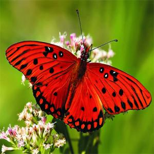 Метелик-головоломка природи
